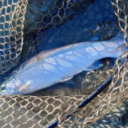 増水だ！天竜川ルアーフライ専用区